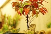 孕婦夢(mèng)到種菜的寓意與解讀，孕婦夢(mèng)到種菜的寓意與解析