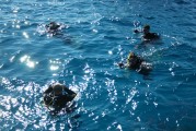 夢(mèng)到抓甲魚的奇妙之旅，夢(mèng)中的甲魚之旅，奇妙的捕捉體驗(yàn)