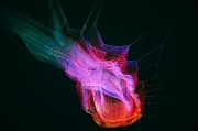 解讀夢(mèng)境中的懷孕象征，解讀夢(mèng)境中的懷孕象征。