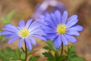 在橙光游戲中得到的花朵——從免費(fèi)下載到付費(fèi)才能獲得的樂趣，橙光游戲中的花，如何從免費(fèi)下載變?yōu)楦顿M(fèi)獲取的樂趣