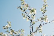 夢中的樹斷了——探索內(nèi)心深處的隱喻，夢中的樹斷了，內(nèi)心深處的隱喻探索