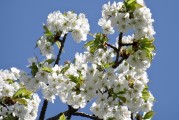 櫻花插件網(wǎng)站，邂逅春日浪漫，暢游花海中的數(shù)字世界