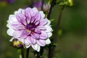 夢(mèng)到鮮花盛開——生命中的美好與希望，夢(mèng)到鮮花盛開，生命中的美好與希望之象征