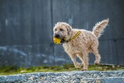 夢(mèng)遨犬行——一次遛狗的夢(mèng)境之旅，夢(mèng)遨犬行，遛狗的夢(mèng)境之旅