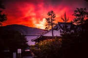 夢中的松樹——自然的守護(hù)者，夢中的松樹，自然的守護(hù)者