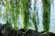 苗木網(wǎng)站排名，揭秘如何提升苗木行業(yè)網(wǎng)站的在線影響力，揭秘苗木網(wǎng)站排名提升策略，在線影響力增長之道