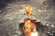 鷹舞夢間——一場與老鷹的奇幻之旅，鷹舞夢間，奇幻之旅與老鷹的邂逅