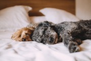 新生兒夢境的奇妙世界，他們究竟夢到了什么？，新生兒夢境的神秘世界，他們夢見了哪些奇妙景象？