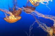 夢中的玉米盛宴，夢中的玉米盛宴的奇妙之旅