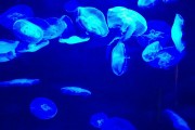 夢到彩色的魚，一場神秘而多彩的夢境之旅