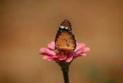 夢(mèng)中遇見兔子——征兆解析與深度探討，夢(mèng)中遇見兔子的征兆解析與深度探討