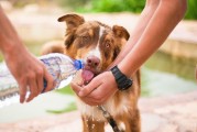 如何輕松注冊犬舍，一站式指南，輕松開啟犬舍之旅，一站式注冊指南