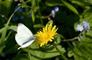 孕婦夢中花語——解析孕婦夢到花的含義，孕婦夢到花的含義解析