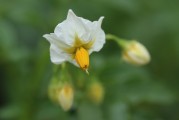 夢中綻放的純凈之花——白花之夢，夢中綻放的純凈之花——白花之夢的傳奇