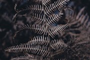 無限綠洲 - 免費游戲植物大戰(zhàn)怪獸的世界，無限綠洲，免費植物大戰(zhàn)怪獸的虛擬世界