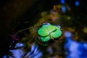 夢境中的火光——一次驚心動(dòng)魄的夢，夢境中的火光，一次驚心動(dòng)魄的夢