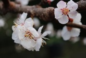 夢中樹開花，寓意何在？，夢中樹開花的寓意解讀