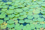 夢(mèng)到摘花生的啟示與感悟，夢(mèng)到摘花生，啟示與感悟的交織