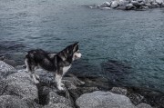 哈士奇作為一種忠誠(chéng)、活潑的犬種，深受人們喜愛(ài)。作為一款專(zhuān)門(mén)為哈士奇設(shè)計(jì)的網(wǎng)站插件，它不僅能夠幫助用戶(hù)更方便地管理和查看哈士奇的相關(guān)信息，還能提高用戶(hù)體驗(yàn)。，哈士奇插件，讓您的養(yǎng)寵生活更便捷