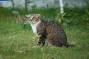 揭秘Kitty貓咪的游戲世界，一款免費(fèi)、無(wú)廣告的休閑游戲，隱藏在貓咪世界中的謎團(tuán)，無(wú)廣告休閑游戲Kittys World