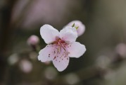 夢(mèng)到大紅花的神秘之旅，夢(mèng)游大紅花的神秘之旅
