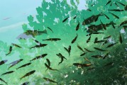 捕魚大師注冊攻略，輕松成為捕魚高手，暢享歡樂時(shí)光！捕魚大師注冊指南，快速晉升捕魚達(dá)人，盡享游戲樂趣
