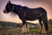 動物的游戲免費(fèi)世界，10款引人入勝的動物游戲，讓它們在游戲中尋找樂趣！