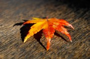 揭秘日本網(wǎng)站流量查詢網(wǎng)站，助力企業(yè)精準洞察市場動態(tài)，深度解析，日本網(wǎng)站流量查詢工具，助力企業(yè)洞悉市場脈搏，深度解析，日本網(wǎng)站流量查詢工具，助企業(yè)精準把握市場脈搏
