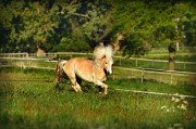 荒野之息馬匹注冊全攻略，解鎖馬匹自由馳騁的秘密，荒野之息馬匹注冊全解密，駕馭自由馳騁的駿馬之道