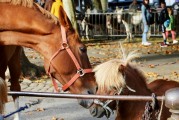 夢中奇遇，與各種動物共舞，夢中奇遇，與各種動物共舞