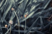 夢(mèng)中蜂影，一場(chǎng)與蜜蜂的奇妙邂逅
