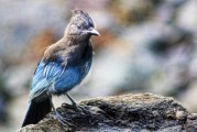 夢到野雞，預(yù)示著什么？，夢到野雞，預(yù)示與機遇的象征