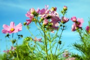 夢(mèng)中的鮮花盛開，夢(mèng)中的鮮花盛開，追尋心靈的寧?kù)o與美好