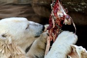 動物免費游戲，讓生活更加有趣的游戲體驗，動物免費游戲，讓你的生活更加有趣的選擇
