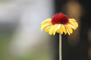 探尋自由的綠色花朵——免費(fèi)的小花仙游戲介紹，小花仙，追尋自由綠色花朵的游戲介紹