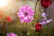 2023年度網(wǎng)上訂花網(wǎng)站排名，品味生活，從一束花開始，2023年網(wǎng)上訂花網(wǎng)站排行，開啟美好生活，從一束花啟程