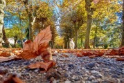 夢中的公園之旅，夢中的公園之旅，尋覓心靈的寧靜