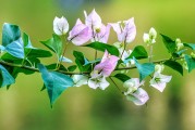 夢中桐樹花開，寓意何在？