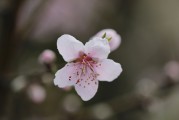 夢中的荔枝之韻，夢回荔枝之韻
