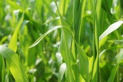 美國作物帶降雨預(yù)報(bào)緩解產(chǎn)量擔(dān)憂，芝加哥大豆和玉米價(jià)格回落