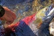 夢中魚影——釣魚魚跑的遐想，夢中魚影，釣魚與逃脫的遐想