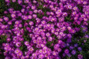 夢(mèng)到鐵樹開花，一場(chǎng)奇妙的夢(mèng)境之旅，鐵樹開花，一場(chǎng)奇妙的夢(mèng)境之旅