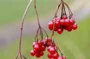 夢(mèng)到栽樹，生命的播種與成長(zhǎng)的啟示，夢(mèng)到栽樹，生命的播種與成長(zhǎng)的啟示