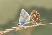 女人夢(mèng)到動(dòng)物，解讀夢(mèng)境中的神秘信號(hào)，女人夢(mèng)到動(dòng)物，解讀夢(mèng)境中的神秘信號(hào)