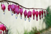 夢(mèng)境中的例假之謎，夢(mèng)境中的例假之謎解析