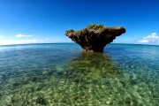鯊魚游戲免費(fèi)下載，帶你體驗(yàn)最真實(shí)的海洋世界，鯊魚游戲下載，海洋世界的驚險(xiǎn)冒險(xiǎn)！