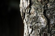 夢(mèng)中的樹(shù)折斷，象征與反思