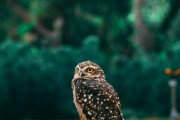 夢中的小動物世界，一場奇妙的夢境之旅，夢境中的小動物世界，奇妙的探險(xiǎn)之旅