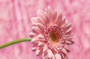 花花姑娘游戲免費下載，花花姑娘，全平臺無限制游戲免費下載