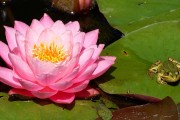 夢(mèng)中的神秘使者——青蛙的寓意，夢(mèng)中的神秘使者，青蛙的寓意